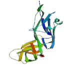 Leukocyte Immunoglobulin Like Receptor Subfamily B, Member 1 (LILRB1)