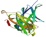 Leukocyte Immunoglobulin Like Receptor Subfamily B, Member 5 (LILRB5)