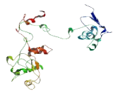 Leukocyte Receptor Cluster Member 8 (LENG8)