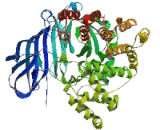 Leukotriene A4 Hydrolase (LTA4H)