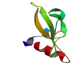 Leydig Cell Tumor 10kDa Protein (LYDG10)