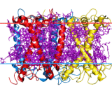 Light Harvasting Complex II (LHC2)