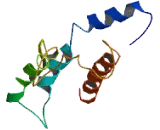 Limb Region 1 Homolog Like Protein (LMBR1L)