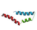 Lin-7 Homolog B (LIN7B)