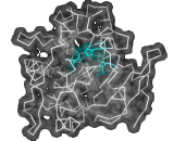 Lingual Lipase (LGL)