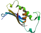 Lipase, Diacylglycerol Alpha (DAGLa)