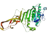 Lipase, Endothelial (LIPG)