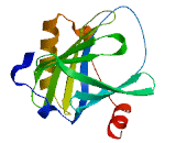 Lipocalin 5 (LCN5)