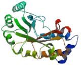 Lipoic Acid Synthetase (LIAS)