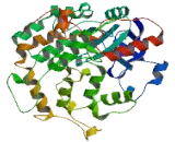 Lipopolysaccharide Responsive And Beige Like Anchor Protein (LRBA)