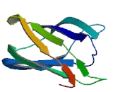 Lipoxygenase Homology Domains Protein 1 (LOXHD1)