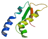 Lon Peptidase 2, Peroxisomal (LONP2)