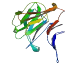 Low Density Lipoprotein Receptor Related Protein 5 Like Protein (LRP5L)