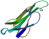 Ly6/PLAUR Domain Containing Protein 2 (LYPD2)