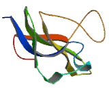 Ly6/PLAUR Domain Containing Protein 6 (LYPD6)