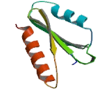 Lymphocyte Adaptor Protein (Lnk)