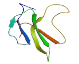 Lymphocyte Antigen 6 Complex, Locus Protein G5C (LY6G5C)