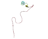 Lymphocyte Transmembrane Adaptor 1 (LAX1)