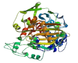 Lysine Specific Demethylase 1B (KDM1B)