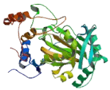 Lysine Specific Demethylase 4C (KDM4C)