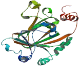 Lysine Specific Demethylase 5C (KDM5C)