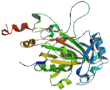 Lysine Specific Demethylase 5D (KDM5D)