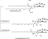 Lysophosphatidylinositol (LPI)