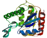 Lysophospholipase I (LYPLA1)