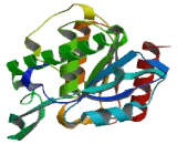 Lysophospholipase Like Protein 1 (LYPLAL1)