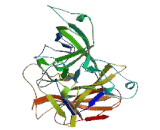 Lysosomal Associated Membrane Protein 2 (LAMP2)