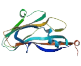 Lysosomal Associated Membrane Protein 3 (LAMP3)