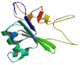 Lysosomal Protein Transmembrane 4 Alpha (LAPTM4a)