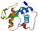 Lysozyme Like Protein 2 (LYZL2)