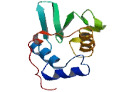 Lysozyme Like Protein 4 (LYZL4)