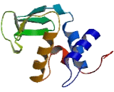 Lysozyme Like Protein 6 (LYZL6)