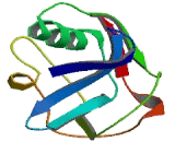 Lysyl Oxidase Like Protein 3 (LOXL3)