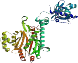 Lysyl tRNA Synthetase (KARS)