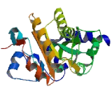 MACRO Domain Containing Protein 1 (MACROD1)