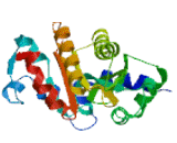 MACRO Domain Containing Protein 2 (MACROD2)