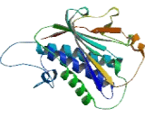 MAD2L1 Binding Protein (MAD2L1BP)