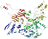 MAP Kinase Activating Death Domain Protein (MADD)