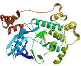 MAP/Microtubule Affinity Regulating Kinase 1 (MARK1)