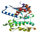 MAP/Microtubule Affinity Regulating Kinase 2 (MARK2)