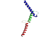 MAX Binding Protein (MNT)