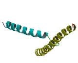 MAX Dimerization Protein 1 (MXD1)