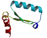 MEF2B Neighbor Protein (MEF2BNB)