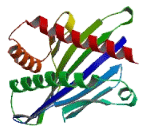 MHC Class I Polypeptide Related Sequence B (MICB)