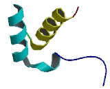 MKL/Myocardin Like Protein 1 (MKL1)