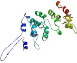 MKL/Myocardin Like Protein 2 (MKL2)