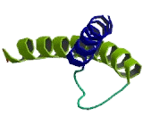 MLX Interacting Protein (MLXIP)